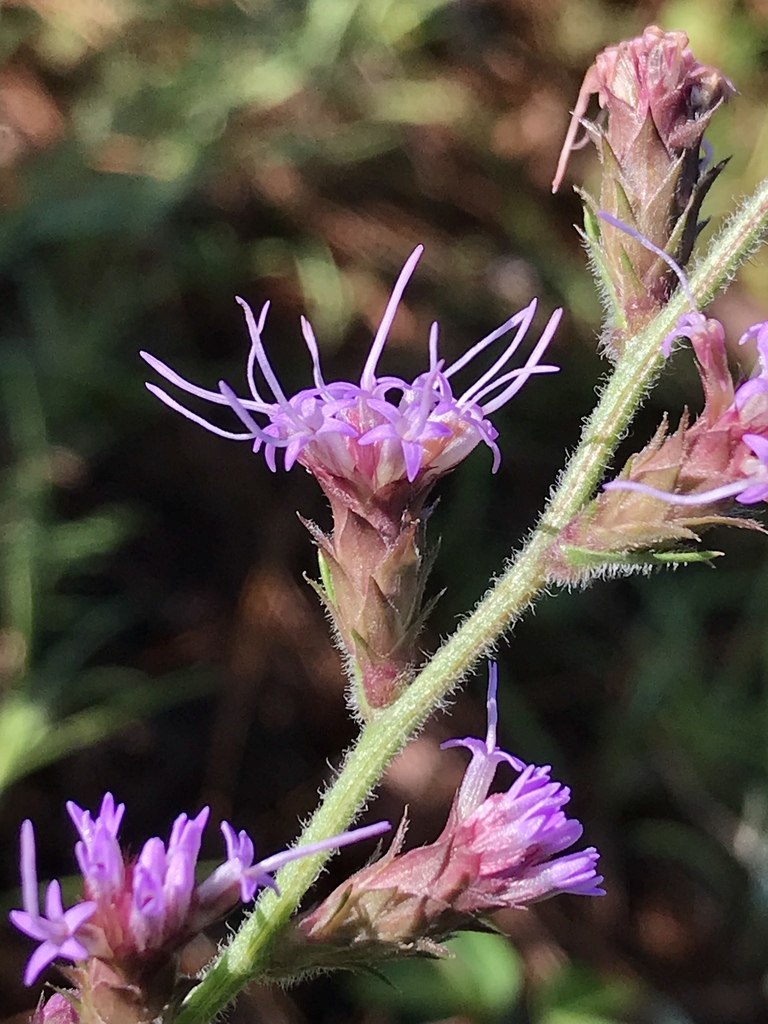Gulf blazing star