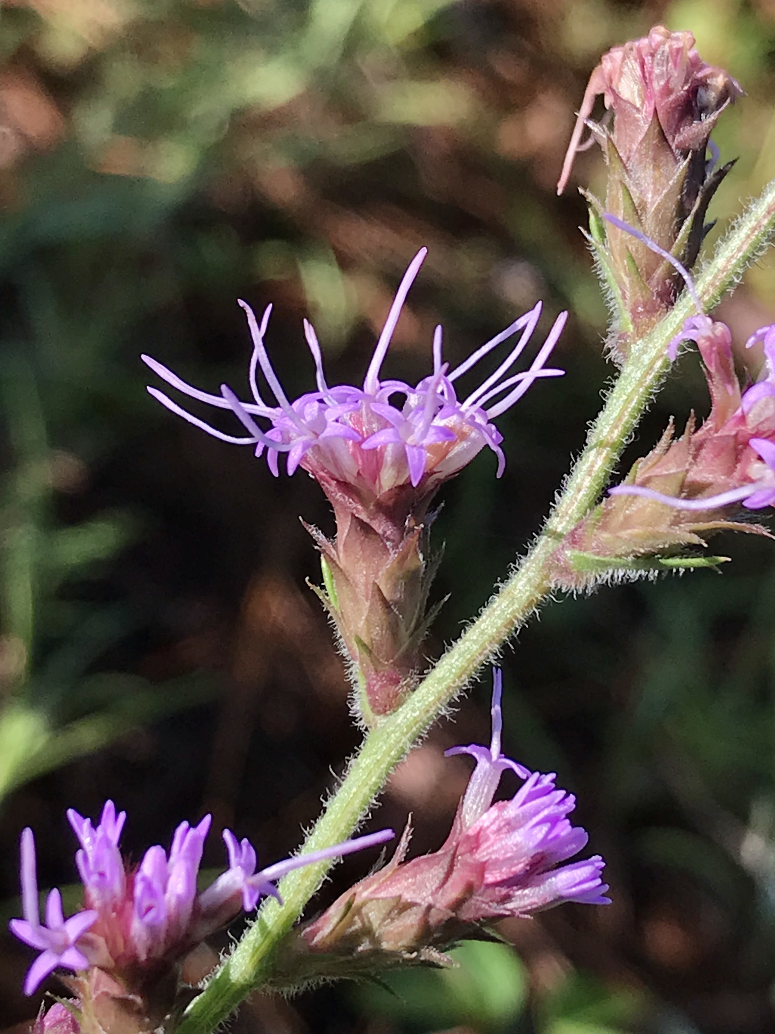 Liatris tenuis
