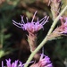 Gulf Blazing Star - Photo (c) Laura Clark, some rights reserved (CC BY), uploaded by Laura Clark