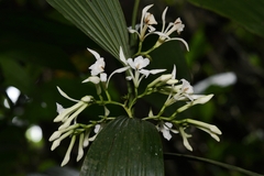 Corymborkis veratrifolia