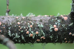 Aleurodiscus amorphus