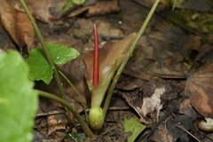 Typhonium trilobatum