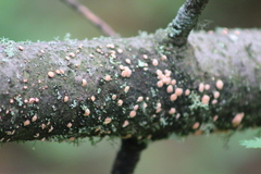 Aleurodiscus amorphus