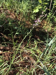 Liatris tenuis
