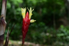 Costus stenophyllus