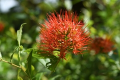 Combretum constrictum