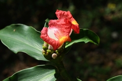 Costus lucanusianus