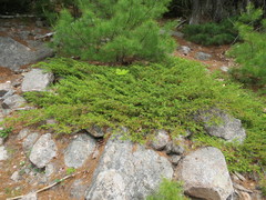 Juniperus communis depressa