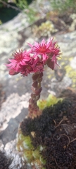 Sempervivum arachnoideum