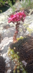 Sempervivum arachnoideum