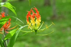 Gloriosa superba