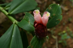 Costus atlanticus