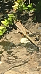 Podarcis muralis