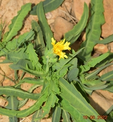 Sonchus maritimus
