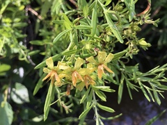 Hypericum lobocarpum