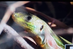 Lacerta diplochondrodes