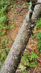 Aleurodiscus amorphus