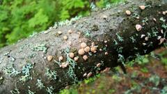 Aleurodiscus amorphus