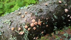 Aleurodiscus amorphus