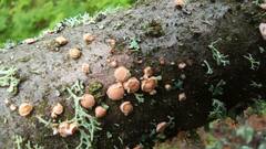 Aleurodiscus amorphus