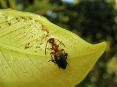 Anthelephila klapperichi