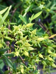 Hypericum lobocarpum
