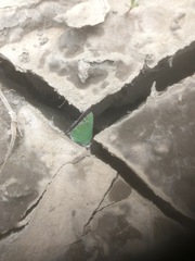 Callophrys affinis