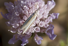 Pleurota aristella