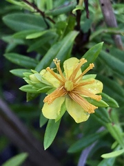 Hypericum lobocarpum