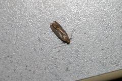 Acompsia cinerella