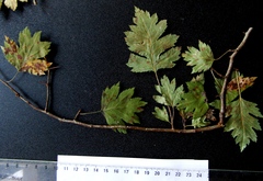 Crataegus ucrainica