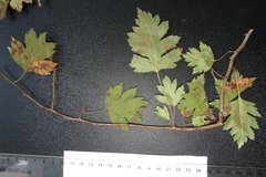 Crataegus ucrainica