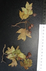 Crataegus ucrainica