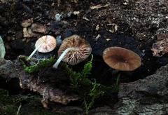 Pluteus granularis