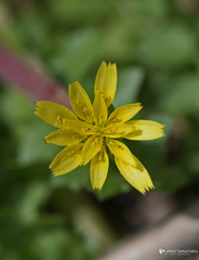 Hyoseris scabra