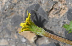 Hyoseris scabra