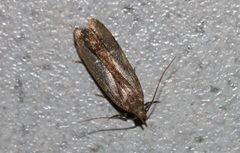 Acompsia cinerella
