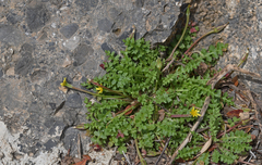 Hyoseris scabra