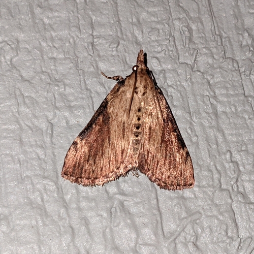 Moonseed Webworm photo 3