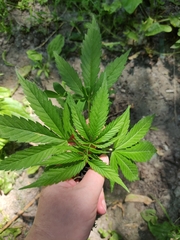 Cannabis sativa