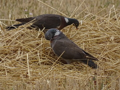 Columba palumbus