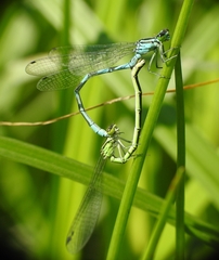 Coenagrion hastulatum