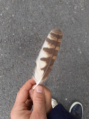 Plume de Chouette hulotte