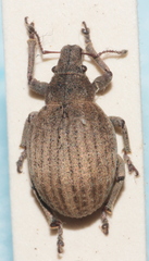 Attactagenus plumbeus