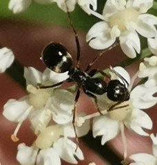 Formica fusca