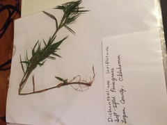 Dichanthelium laxiflorum