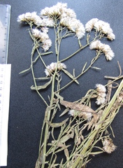 Aster amellus amellus