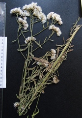 Aster amellus amellus