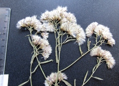 Aster amellus amellus