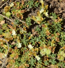 Teucrium thymifolium